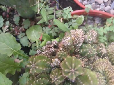 0d54a6ce332648f0.jpg Witch's Broom - cactus pest and disease reference photo 3