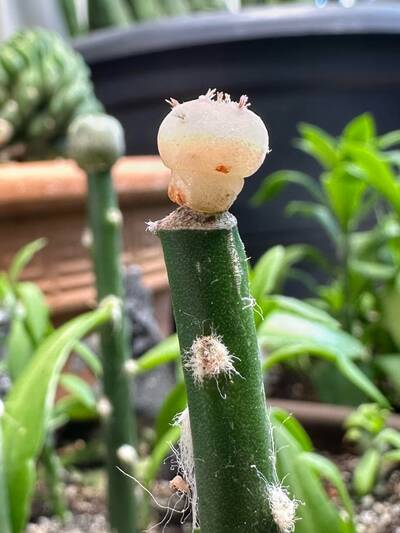 9ec109924e3912ec.jpg Root Rot - cactus pest and disease reference photo 2