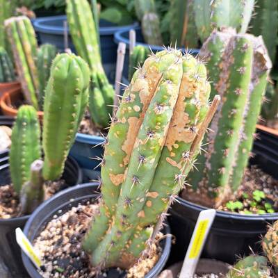 873a00dd83ab7b83.jpg Phyllosticta - cactus pest and disease reference photo 1