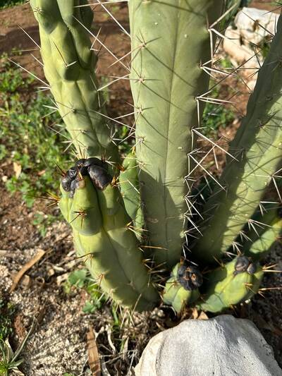d89d56dbca8b7ce6.jpg Bipolaris - cactus pest and disease reference photo 14