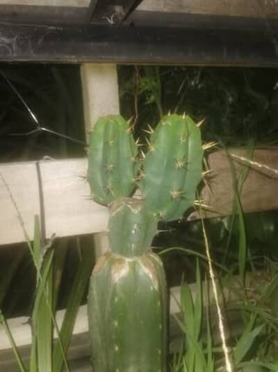 26a08d85a2ba39d3.jpg Chemical Shamans Dick (CSD) - Trichocereus San Pedro cactus clone photo 5