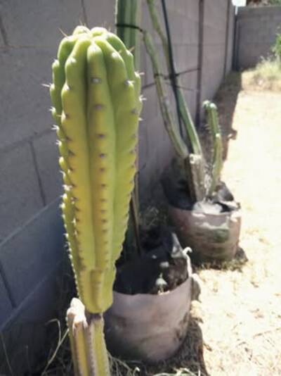 76c2ba1cc69b1ccf.jpg Colossus - Trichocereus San Pedro cactus clone photo 5
