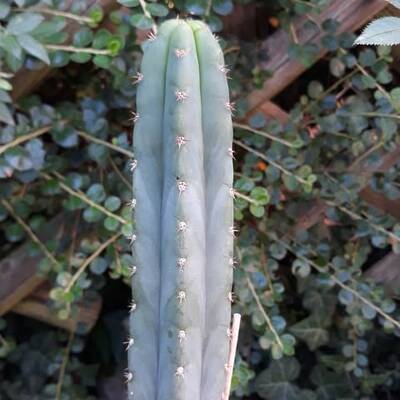 749df95cc09c1415.jpg Colossus - Trichocereus San Pedro cactus clone photo 4