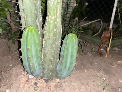 e76c1c4bc7d5ee84.jpg Cohuete azul - Trichocereus San Pedro cactus clone photo 4