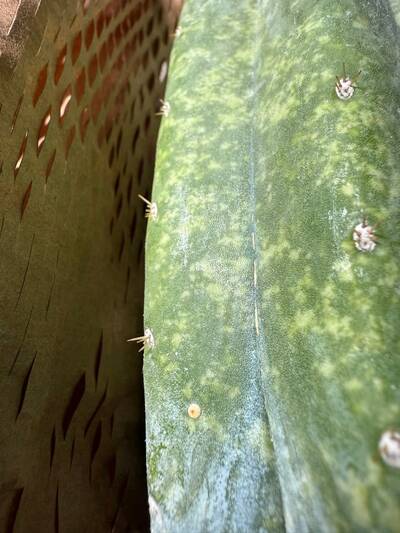 a6cfcc82ea82691e.jpg Mosaic Virus - cactus pest and disease reference photo 19