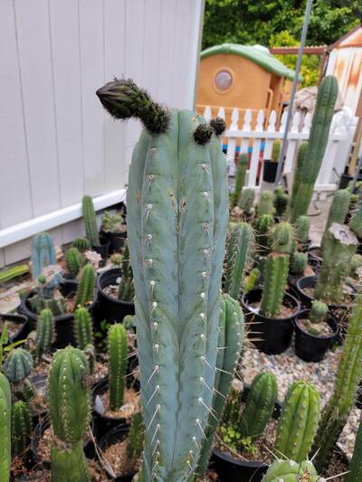 b31f62b3d7eb6d64.jpg Gargantua - Trichocereus San Pedro cactus clone photo 2