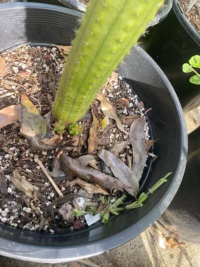 12c1513bf852a6ab.jpg nutrient deficiency - cactus pest and disease reference photo 1
