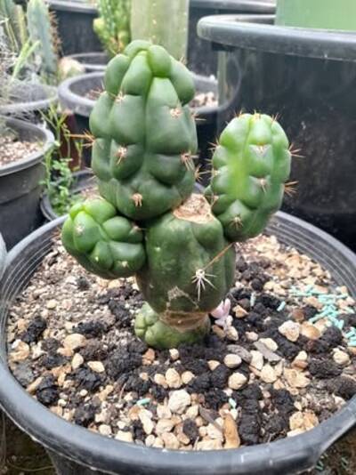 beb2501588807d41.jpg Hulk Turd - Trichocereus San Pedro cactus clone photo 4