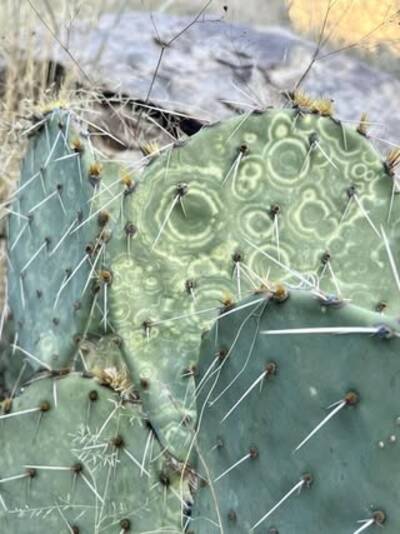 38e9fa86e96410a8.jpg Tobacco Mosaic Virus (TMV) - cactus pest and disease reference photo 3