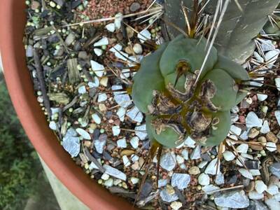 f0008604881c8ed9.jpg Calcium Deficiency - cactus pest and disease reference photo 5