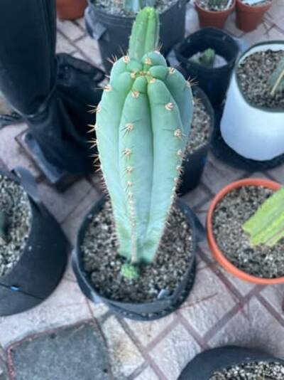 36e8afe528e97a5a.jpg humidity spots - cactus pest and disease reference photo 4