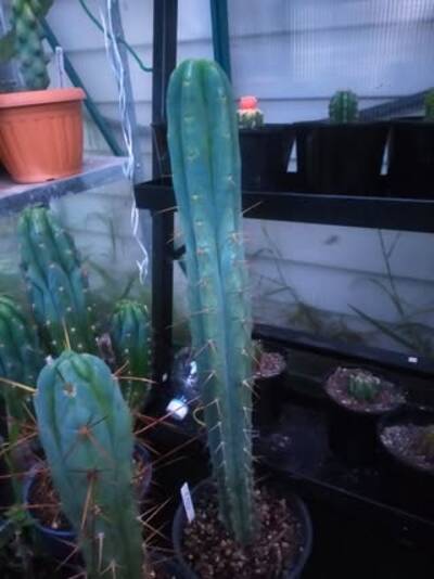8cd2b468fbd8f5b6.jpg Chemical Shamans Dick (CSD) - Trichocereus San Pedro cactus clone photo 13