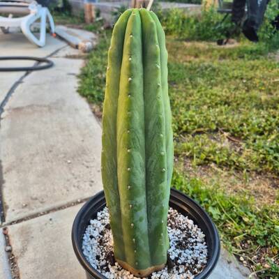 48aab9df9947b771.jpg Khronos - Trichocereus San Pedro cactus clone photo 1