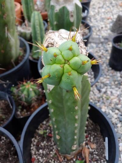 b752c9629aabaf4e.jpg Chemical Shamans Dick (CSD) - Trichocereus San Pedro cactus clone photo 15