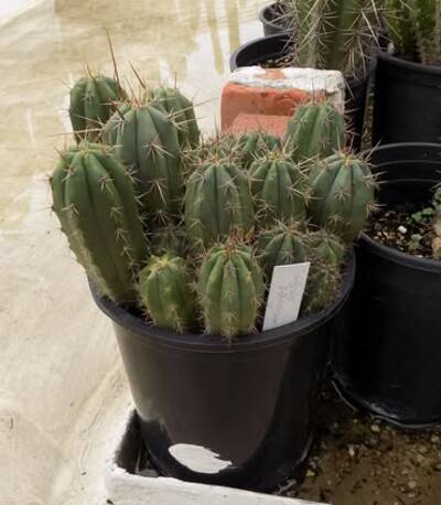 c33c9d0cc64431b0.jpg Clyde - Trichocereus San Pedro cactus clone photo 4