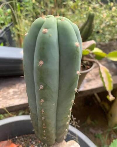 7b55dbbf6a8a2b40.jpg Chemical Shamans Dick (CSD) - Trichocereus San Pedro cactus clone photo 24