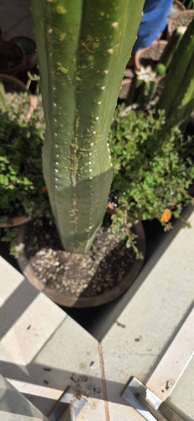 bc29bae11ce8d1c3.jpg Chemical Burn - cactus pest and disease reference photo 5