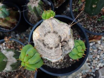 281ecb8bedb6f3f2.jpg Chemical Shamans Dick (CSD) - Trichocereus San Pedro cactus clone photo 7