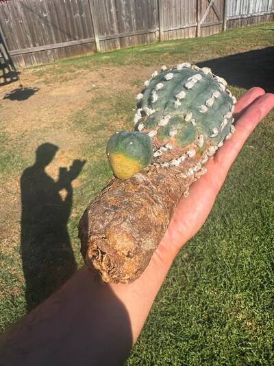 95be5fd0e6f02d26.jpg L (vv) - Trichocereus San Pedro cactus clone photo 4