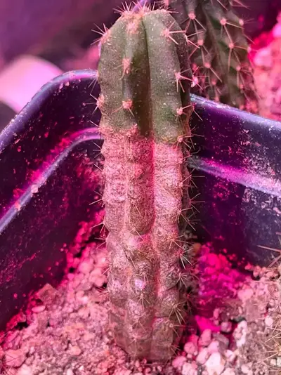 Thrips - cactus pest and disease reference photo 1