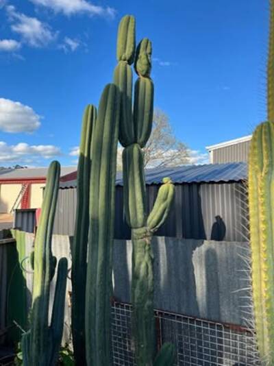 1fa32d4c20d55e75.jpg TPM - Trichocereus San Pedro cactus clone photo 1