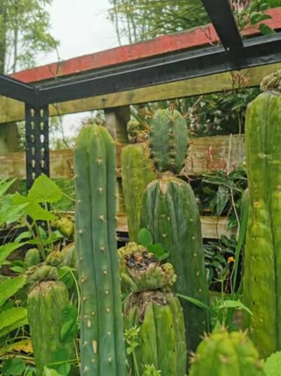 a2f9099d20902458.jpg Chemical Shamans Dick (CSD) - Trichocereus San Pedro cactus clone photo 14