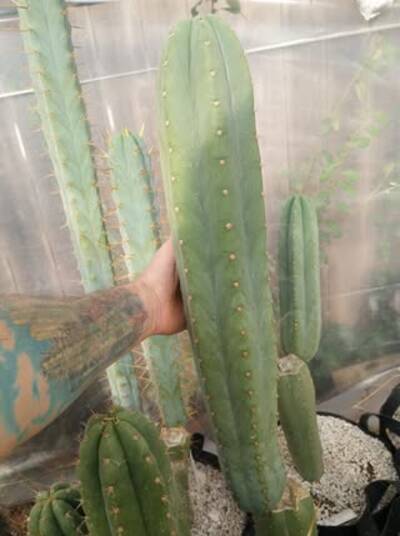 b72a0f1697b04050.jpg KK339 - Trichocereus San Pedro cactus clone photo 1