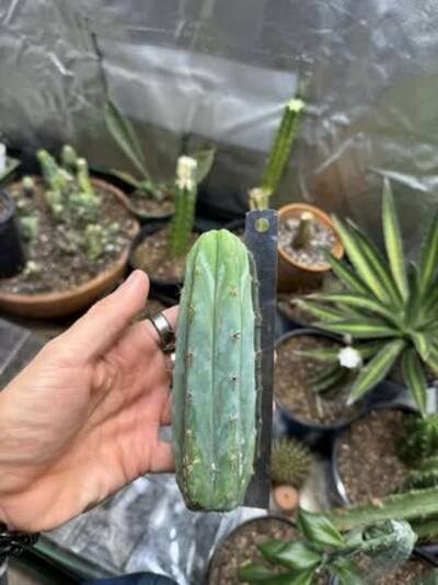 b4e979e22f00943a.jpg Bridgessii x - Trichocereus San Pedro cactus clone photo 4