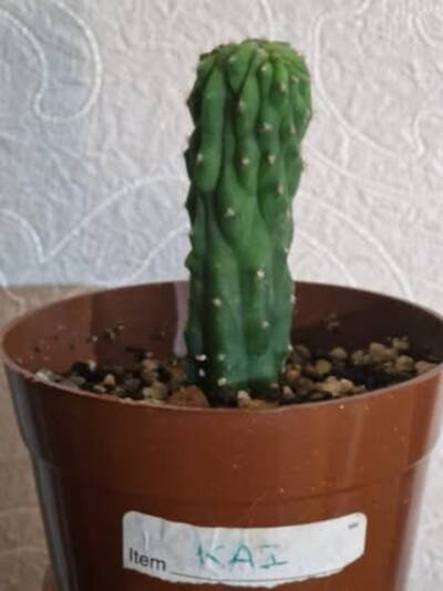 586aa9e1189e84b8.jpg Kai - Trichocereus San Pedro cactus clone photo 1