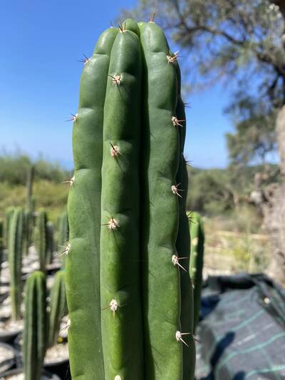 97d8c9bbda3b11cc.jpg Josue Pach - Trichocereus San Pedro cactus clone photo 1