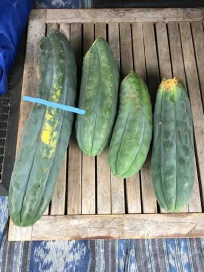 6dc84ac2104f4494.jpg PC - Trichocereus San Pedro cactus clone photo 4