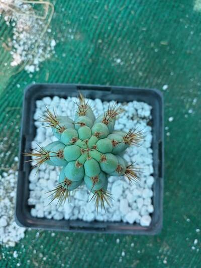 11bcec46f53d61f9.jpg Pink Elephant - Trichocereus San Pedro cactus clone photo 3