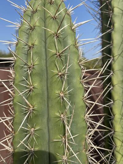 aa20e8cd9074263a.jpg Lindsay - Trichocereus San Pedro cactus clone photo 8