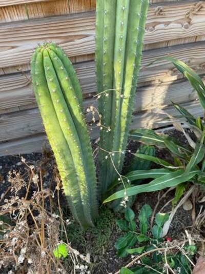 29673fe7032652e8.jpg MM - Trichocereus San Pedro cactus clone photo 1