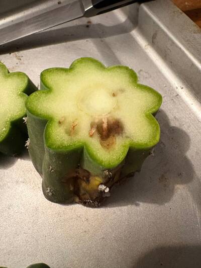 4211ab87b9837998.jpg Root Rot - cactus pest and disease reference photo 5