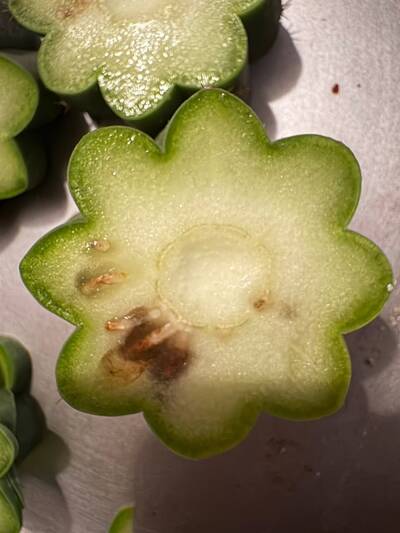 7ee4c7456e6cd2d0.jpg Root Rot - cactus pest and disease reference photo 6
