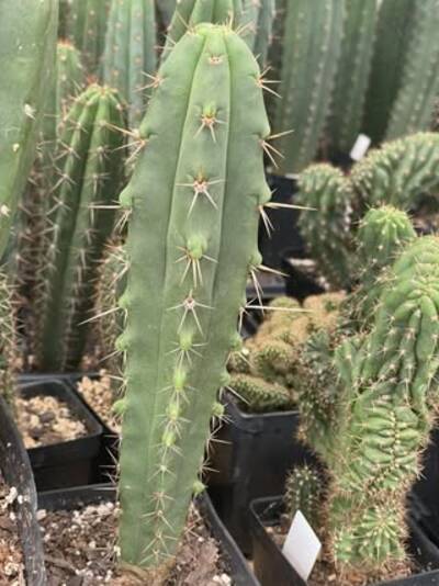 0247513ea8bf4817.jpg kk2148 - Trichocereus San Pedro cactus clone photo 1
