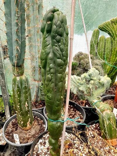 f3bfcfebd444f8b2.jpg Hulk Turd - Trichocereus San Pedro cactus clone photo 6