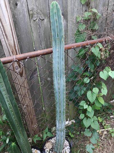 Lumberjack - Trichocereus San Pedro cactus clone photo 1