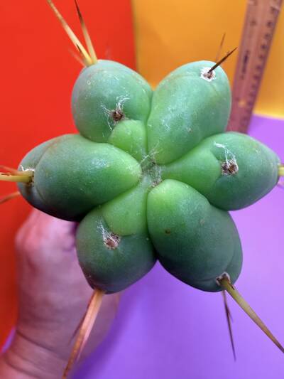 Texas “Tex the zoni” - Trichocereus San Pedro cactus clone photo 2