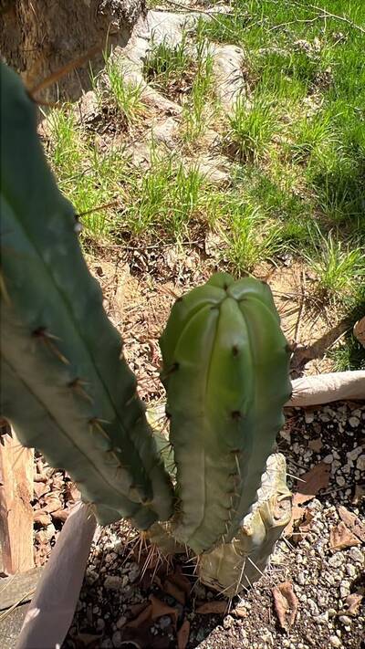 9f3a359e25eb2695.jpg Sunburn (Solar/Heat Damage) - cactus pest and disease reference photo 14