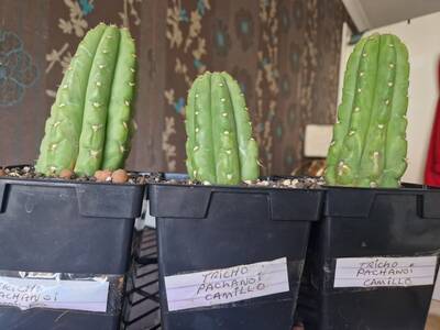 7047a2dcec02895a.jpg Camillo - Trichocereus San Pedro cactus clone photo 1
