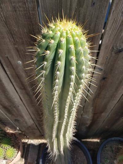 585c7501e5d64b15.jpg Fabrante - Trichocereus San Pedro cactus clone photo 3