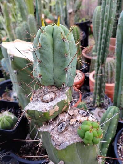 fb2204d699597b6a.jpg Chemical Shamans Dick (CSD) - Trichocereus San Pedro cactus clone photo 20