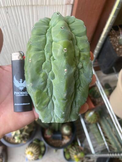 229489d300cfb492.jpg Glorp - Trichocereus San Pedro cactus clone photo 1