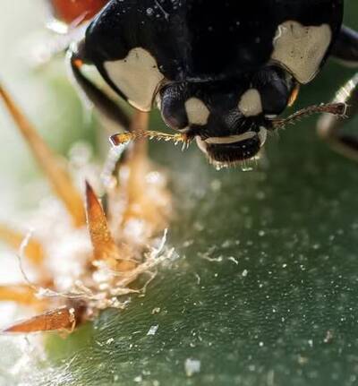 b5993a8e9c67224a.jpg Bipolaris - cactus pest and disease reference photo 22