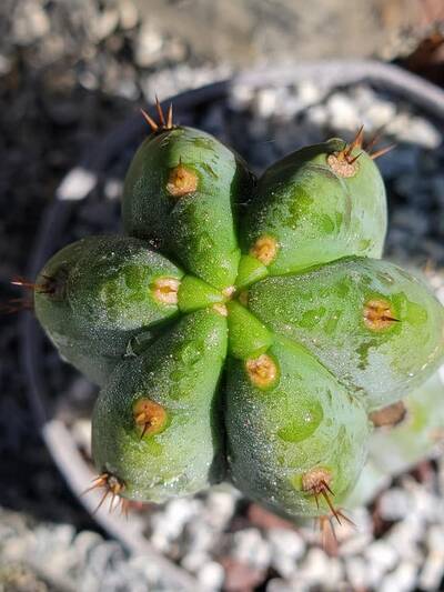 91497bca6075bc5f.jpg William Baker - Trichocereus San Pedro cactus clone photo 1