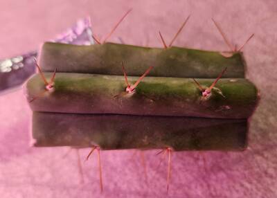 7703d206b3e8822e.jpg Ross G. - Trichocereus San Pedro cactus clone photo 1