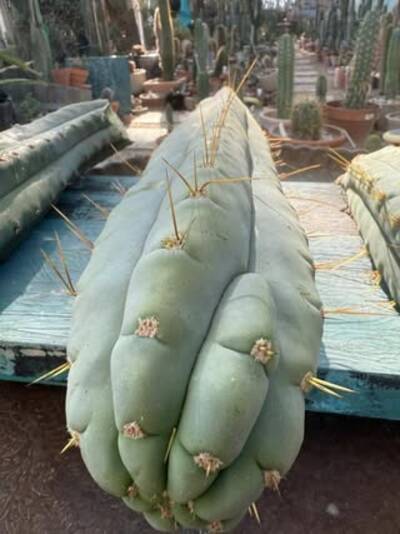5ca5220f646c8a12.jpg Waters-Blue - Trichocereus San Pedro cactus clone photo 1