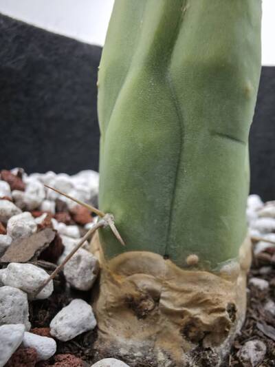 92b4db7a5788dd8d.jpg Alternaria - cactus pest and disease reference photo 4
